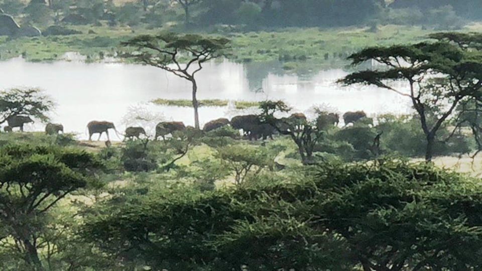 Safari