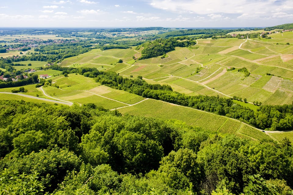 Vineyard