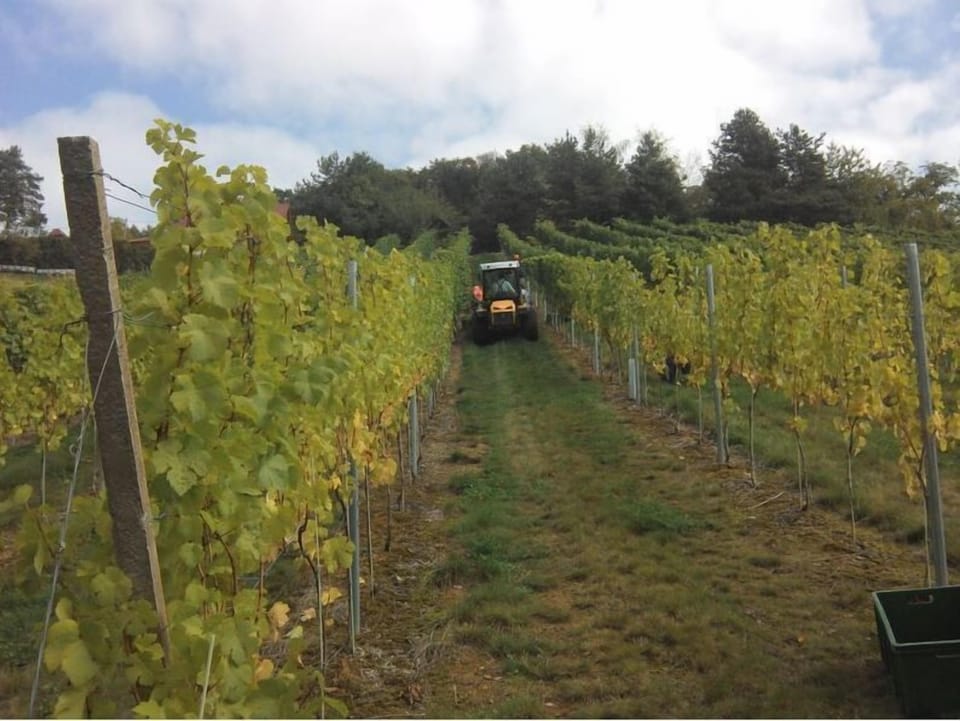 Vineyard