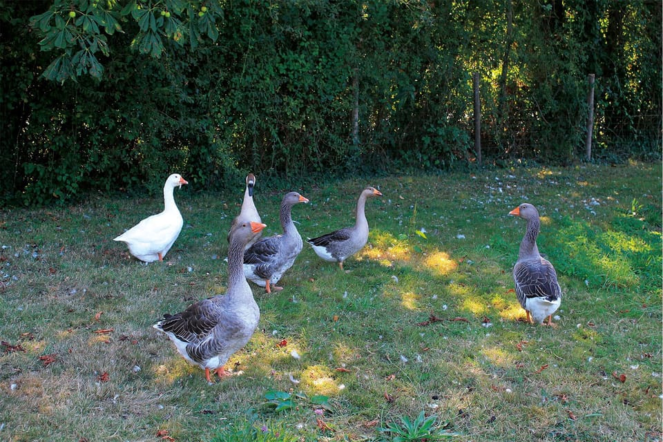 Garden