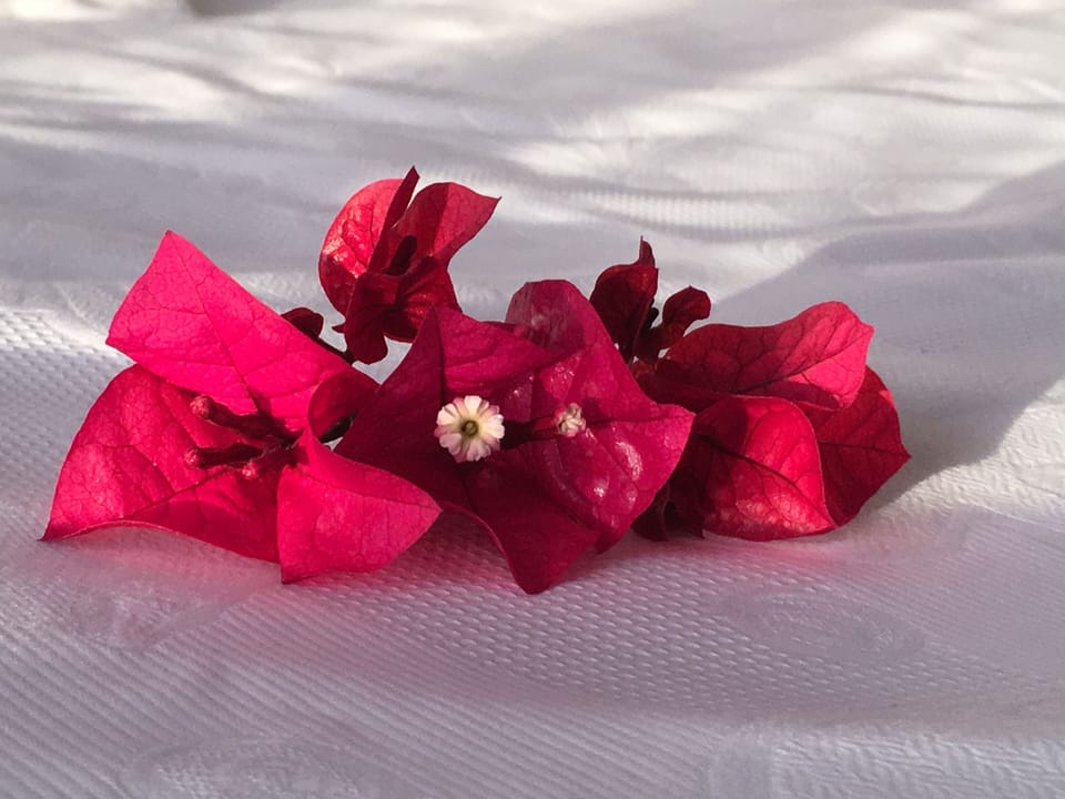 Individually decorated, individually furnished, blackout drapes