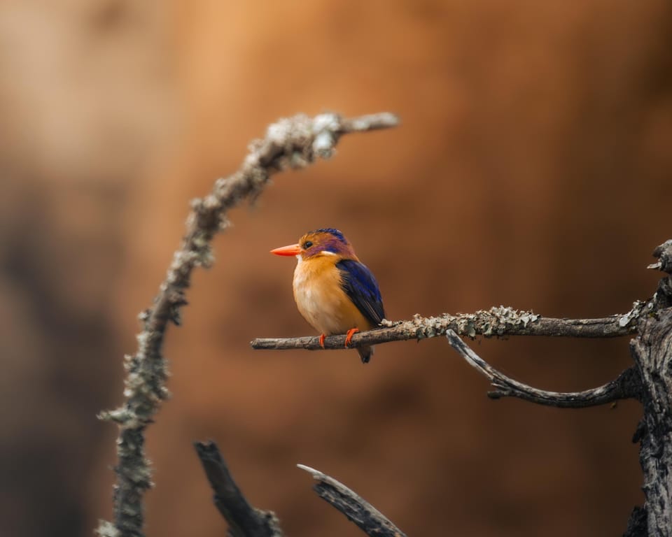 Safari
