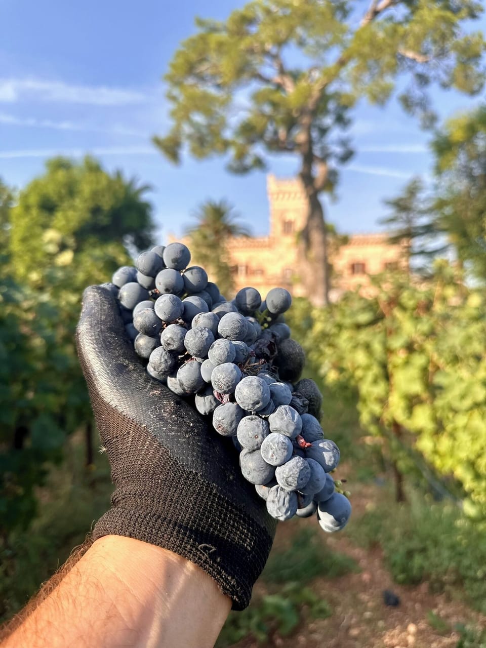 Vineyard