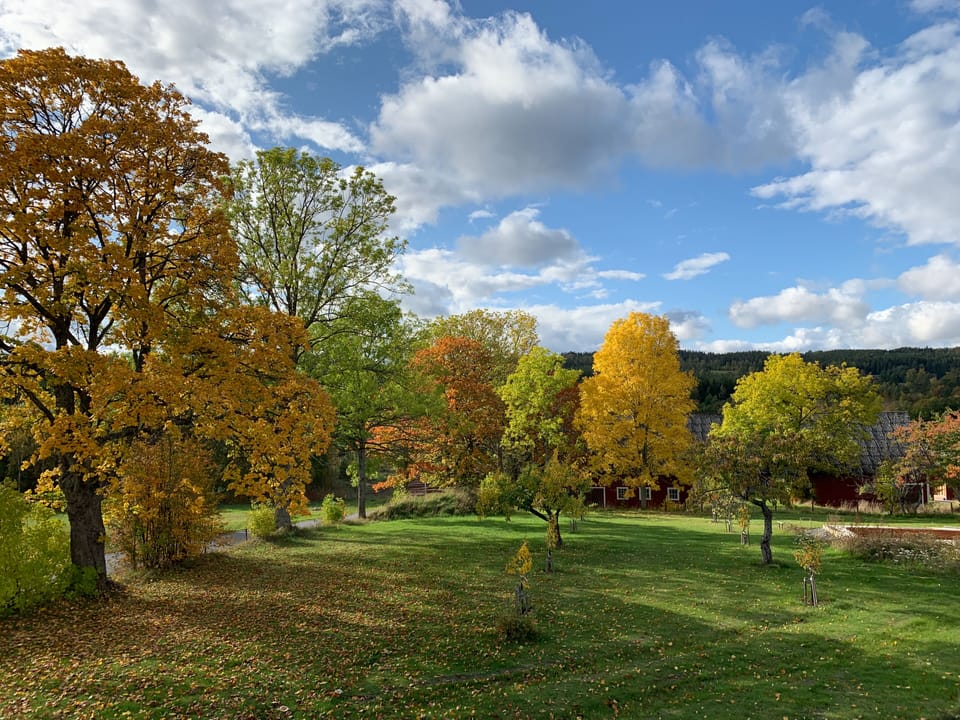 Garden view