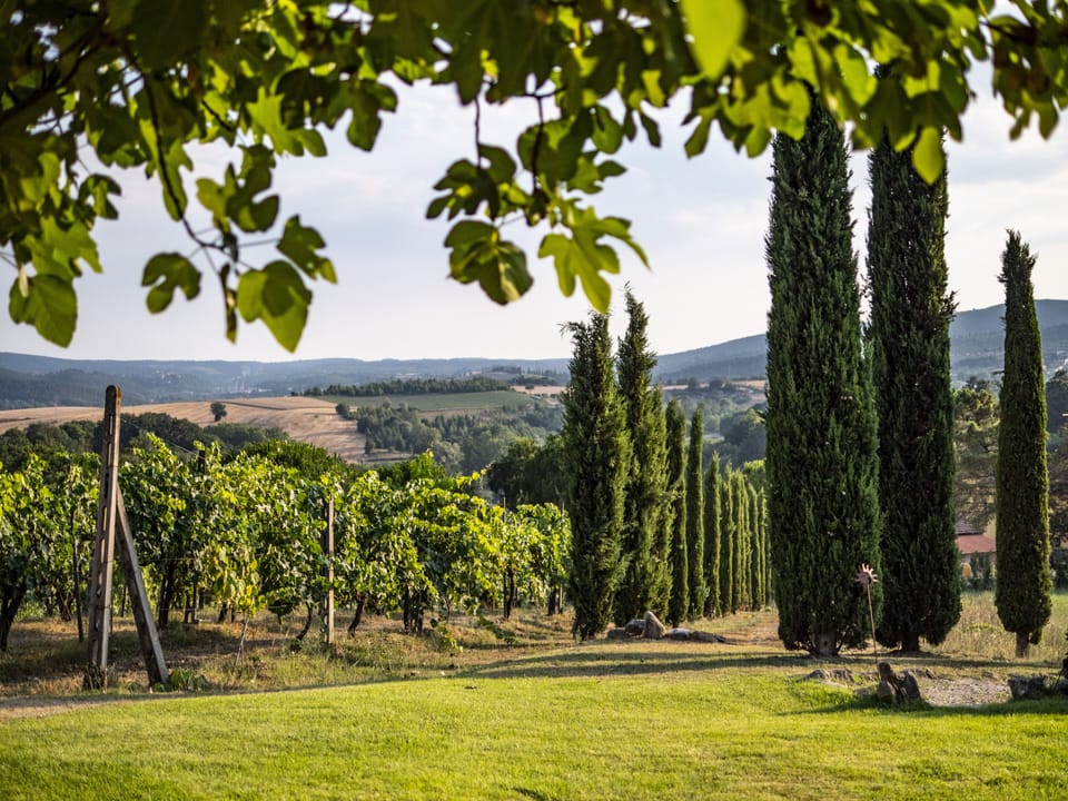 Garden view