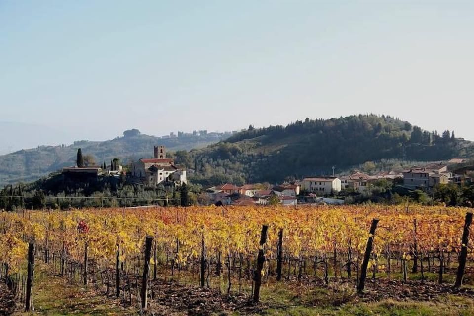 Vineyard