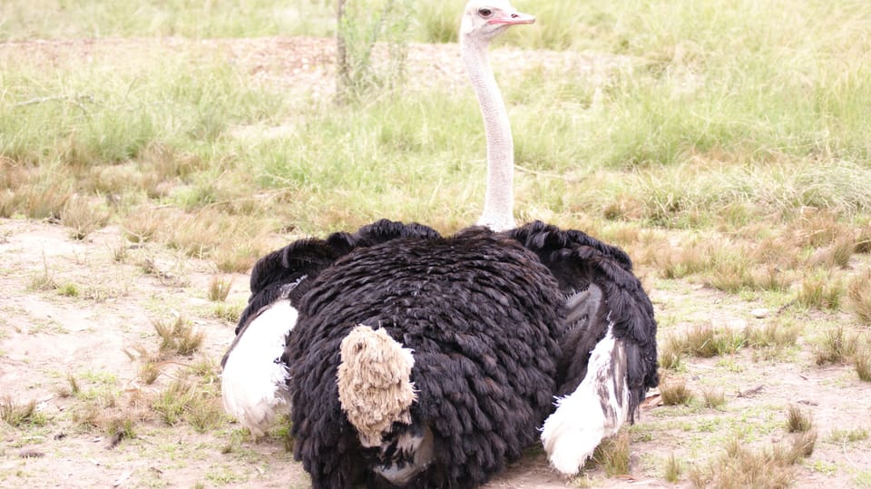 Game viewing