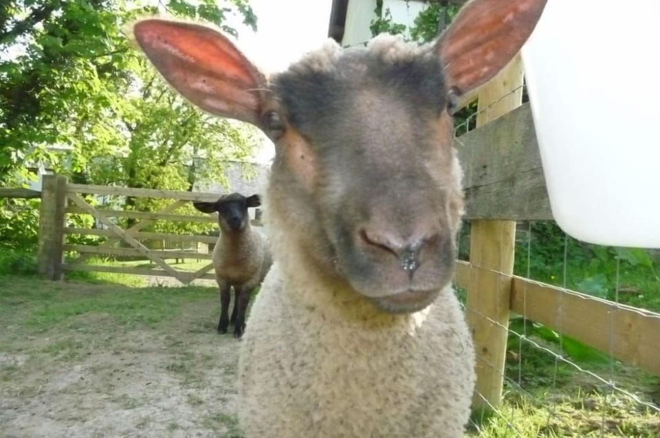 Cottage (Oak Apple) | Property grounds