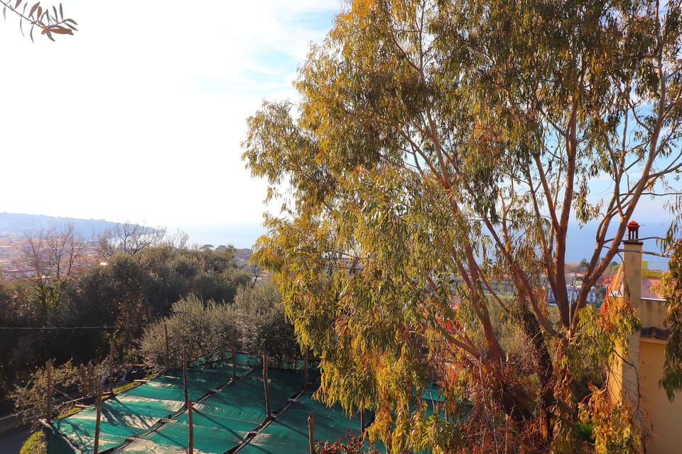 Superior Apartment, 3 Bedrooms | Garden view