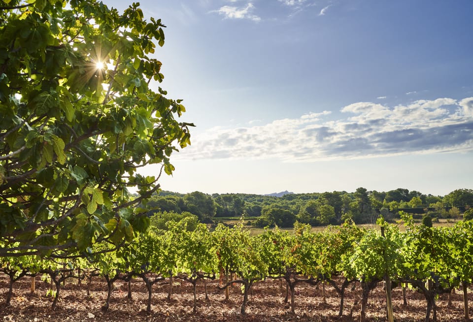 Vineyard