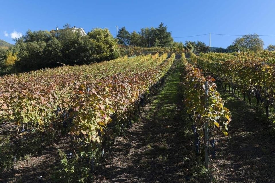 Vineyard