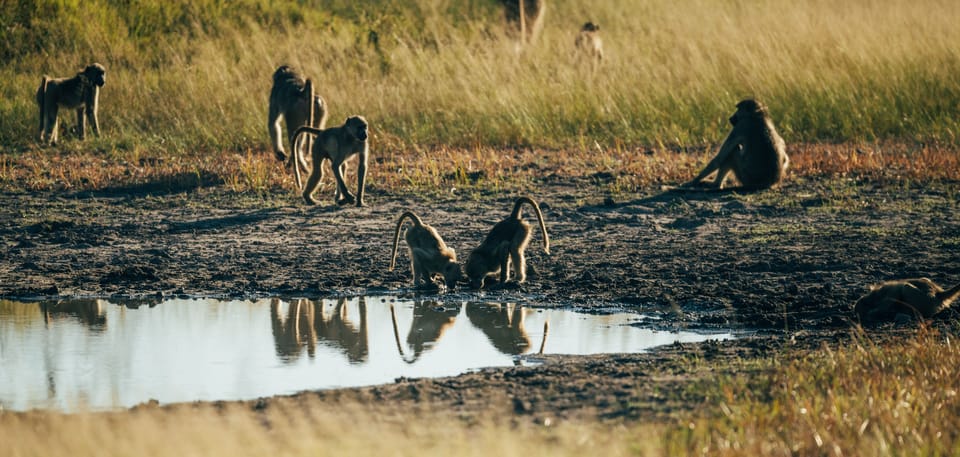 Game drive