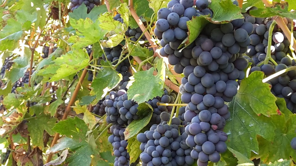Vineyard