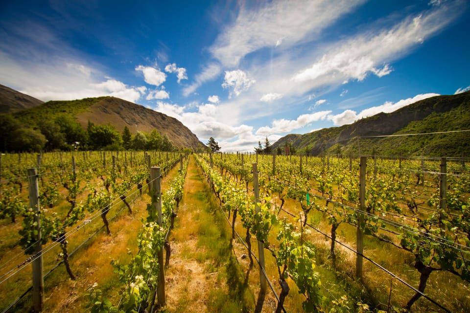 Vineyard