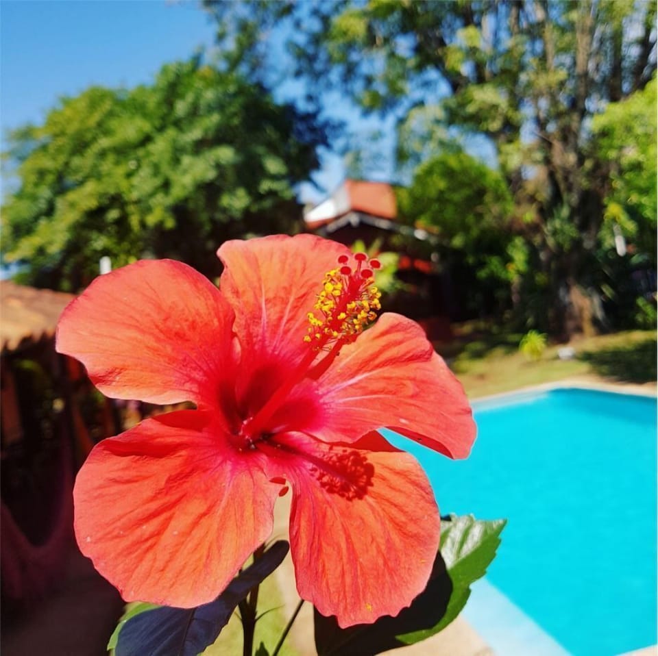 Outdoor pool, open 10:00 AM to 10:00 PM, sun loungers