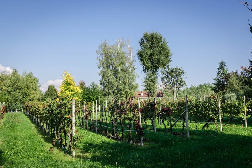 Vineyard