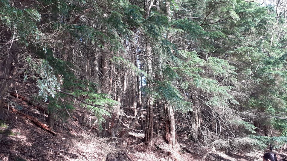 Hiking