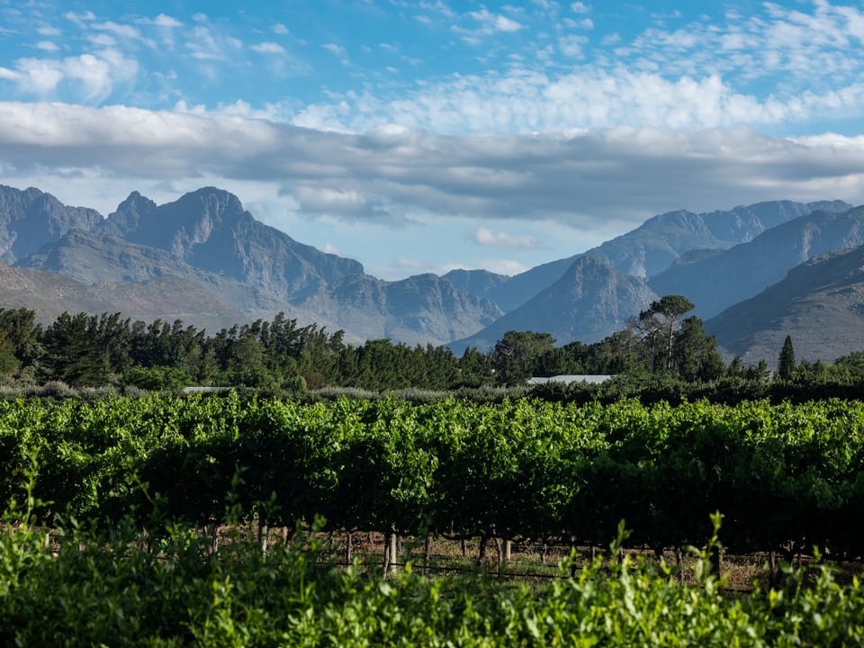 Vineyard