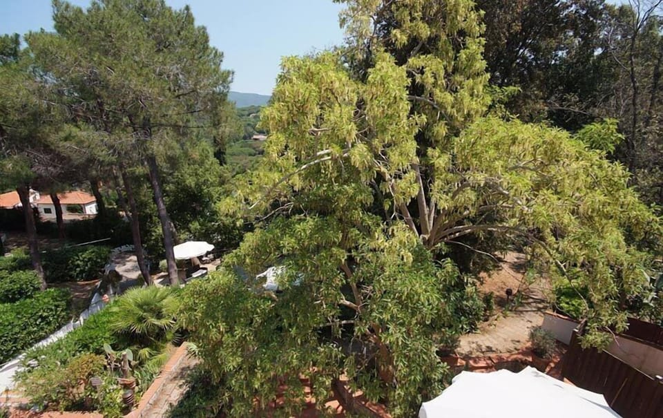 Superior Double or Twin Room, Patio, Garden View | Garden view
