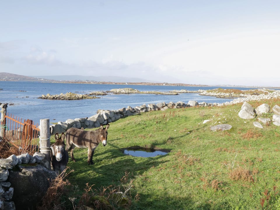 Cottage | Miscellaneous