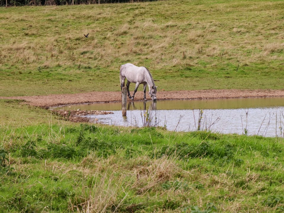 Cottage | Property grounds