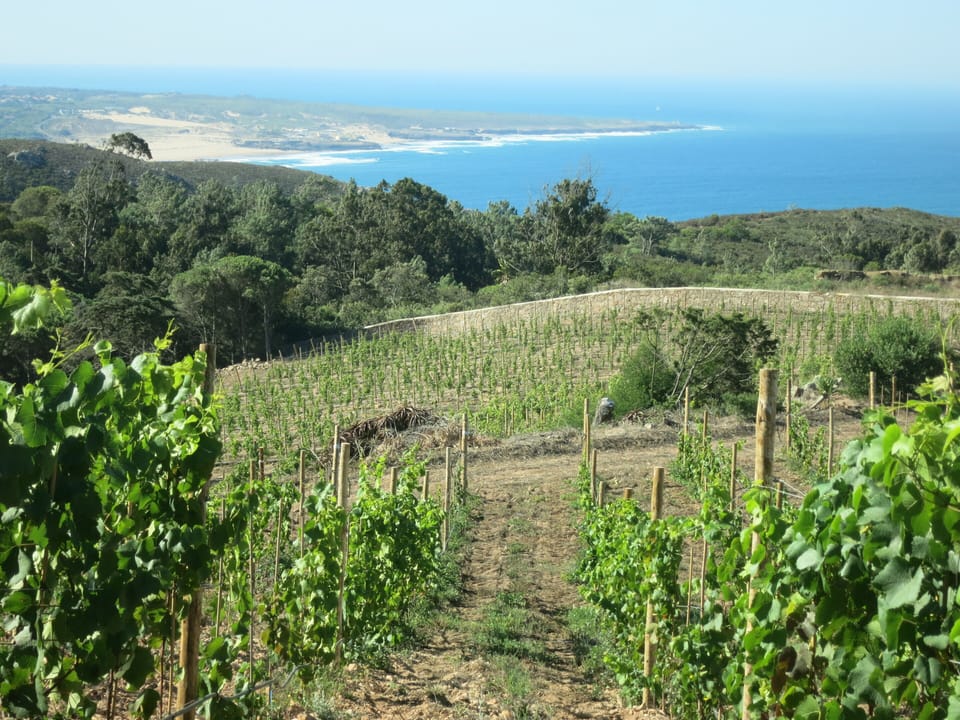Vineyard