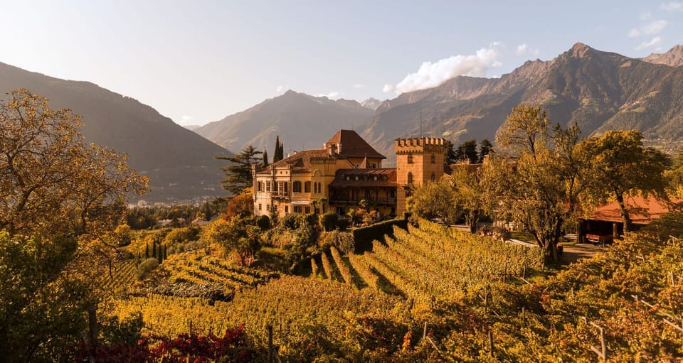 Vineyard