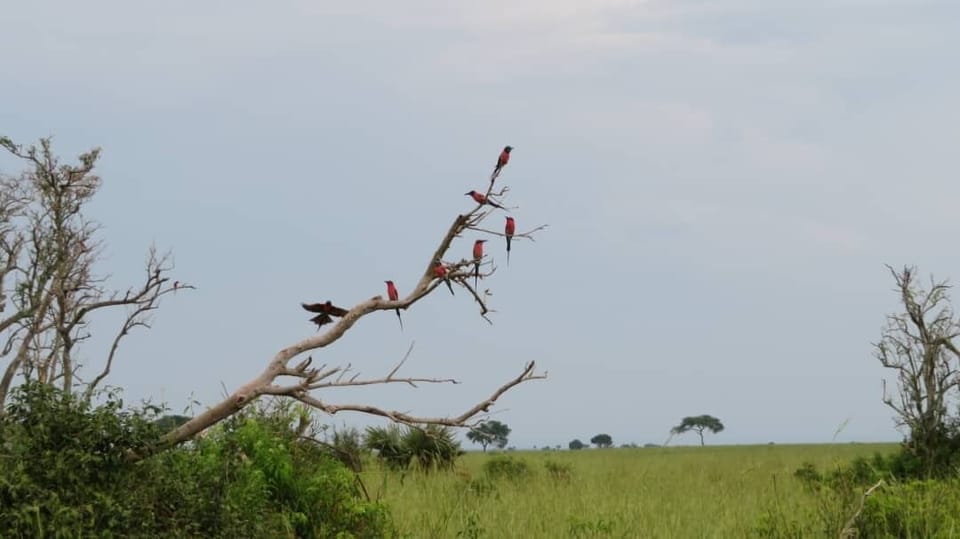 Game viewing