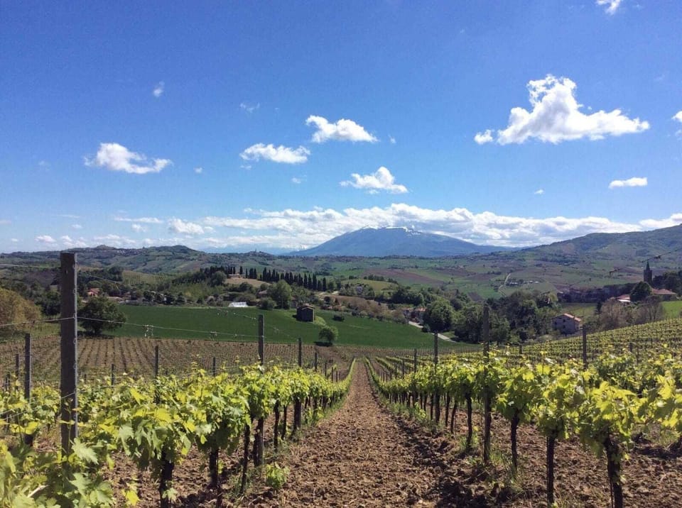Vineyard