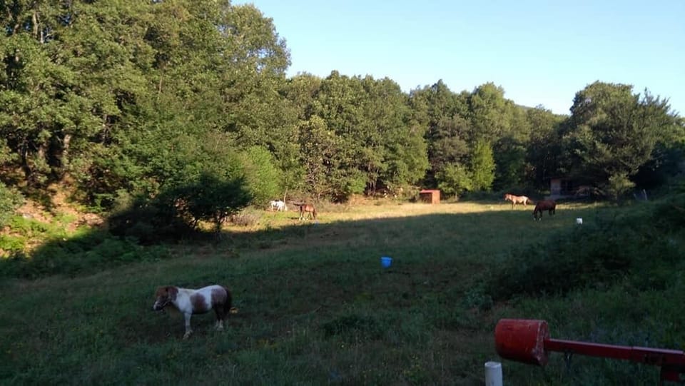 Horseback riding