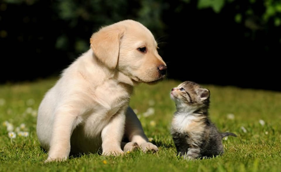 Pet-friendly