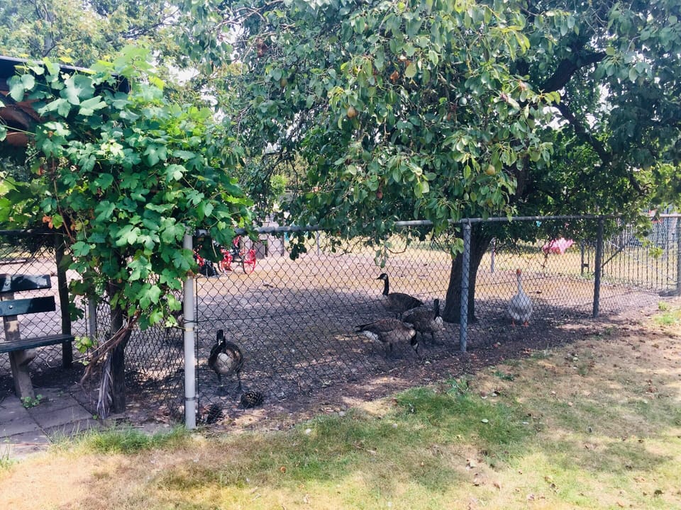 House | Garden