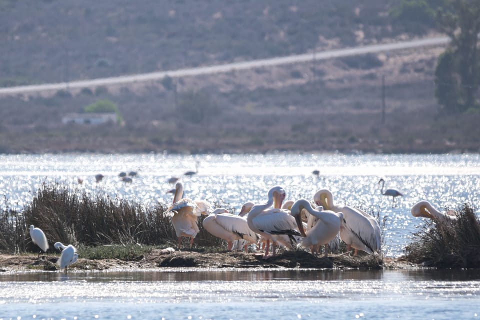 Game viewing