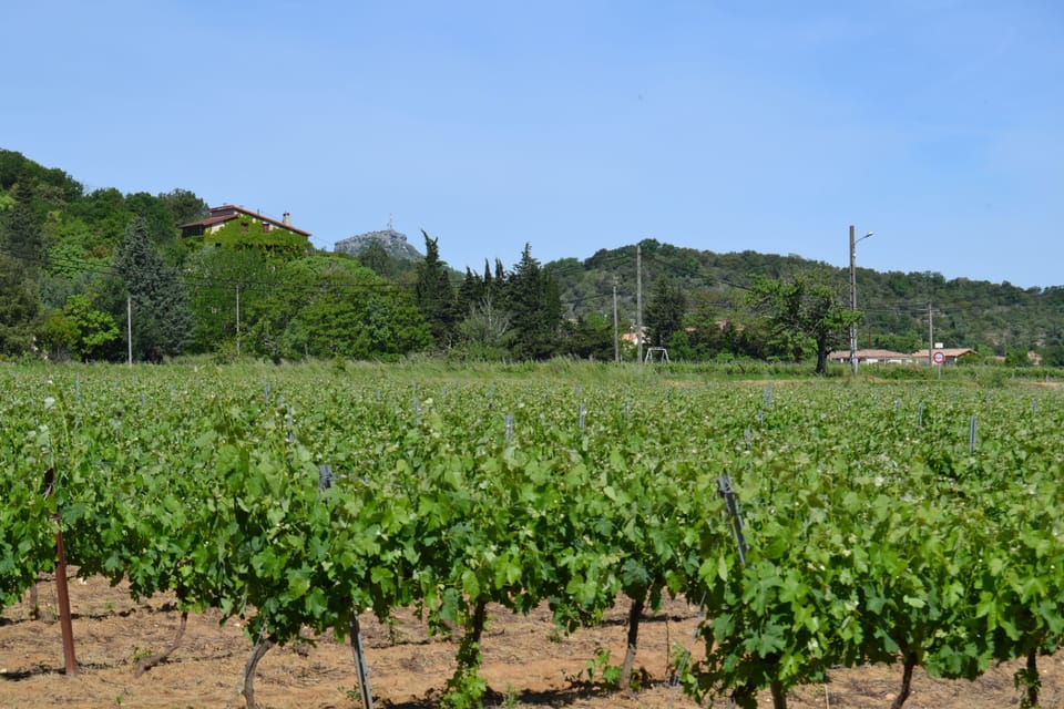 Vineyard
