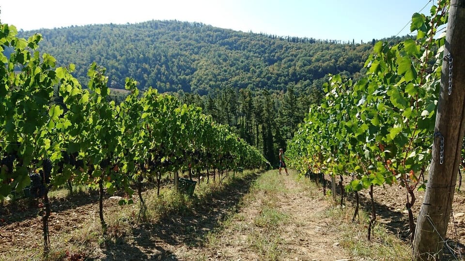 Vineyard