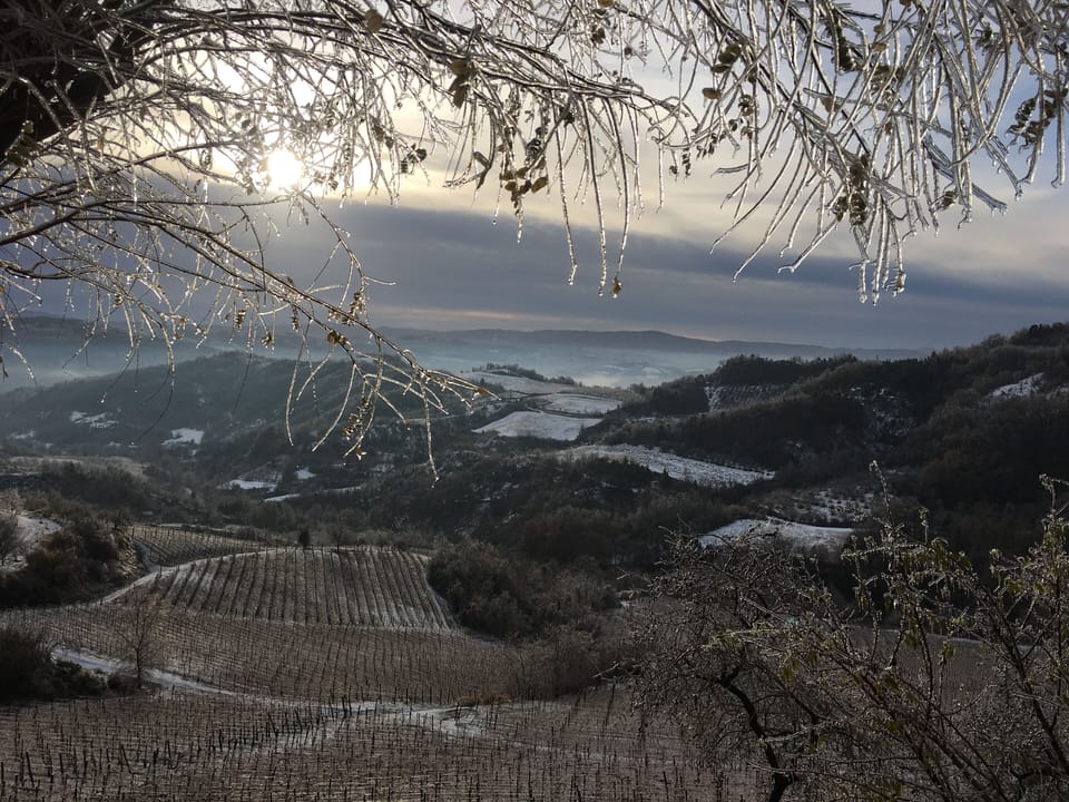 Vineyard