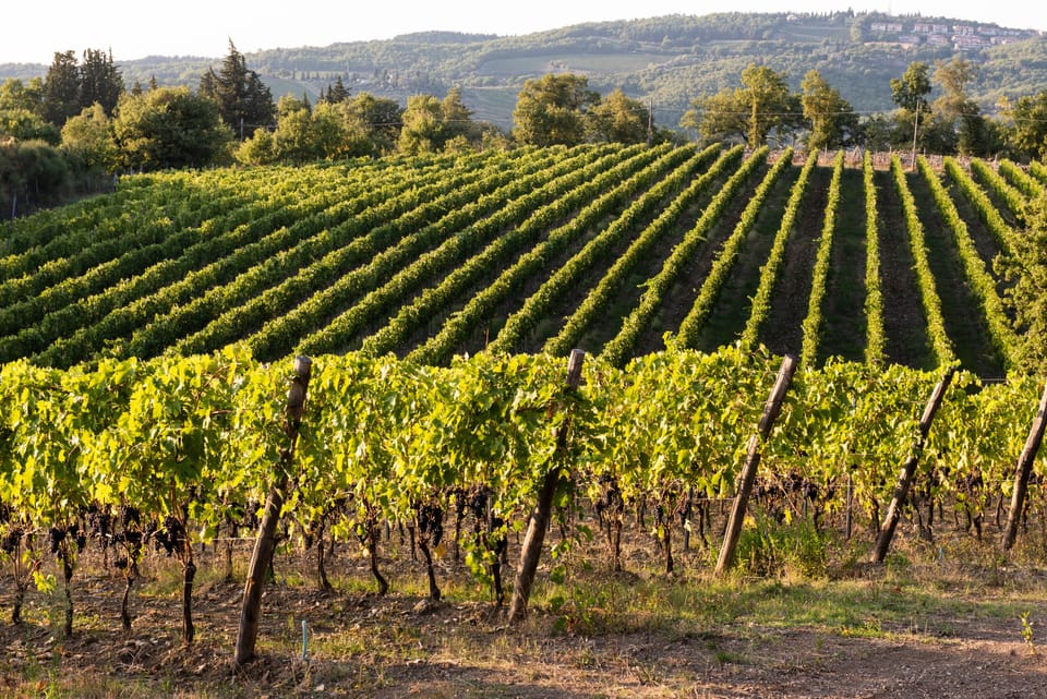 Vineyard