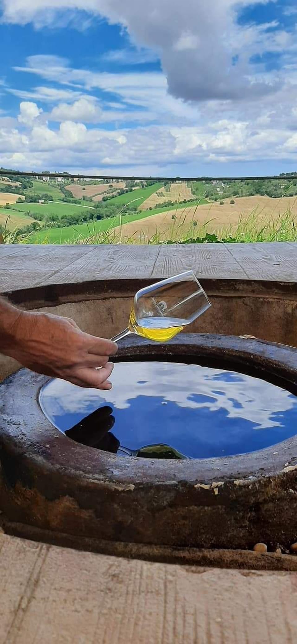Vineyard