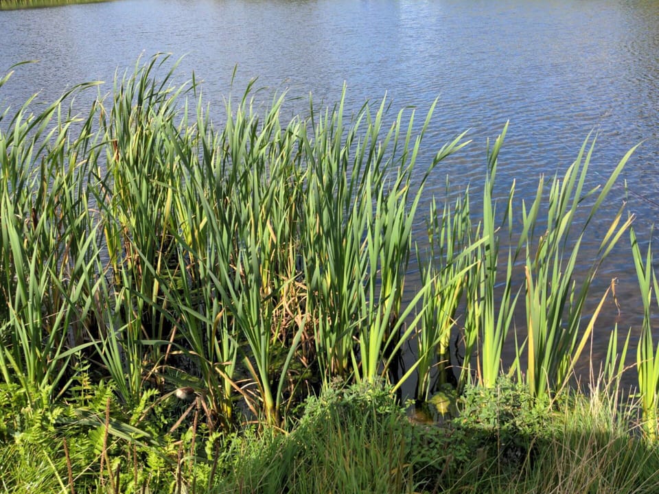 House | Water view