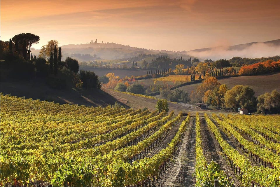 Vineyard