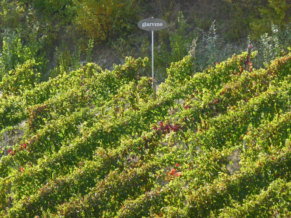 Vineyard