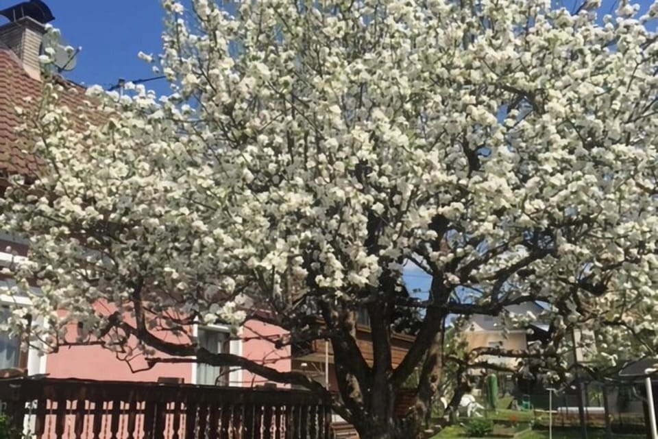 Apartment | Garden