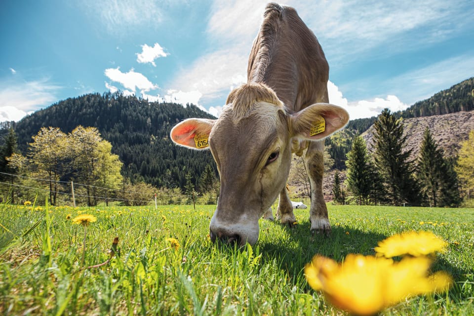 Hiking