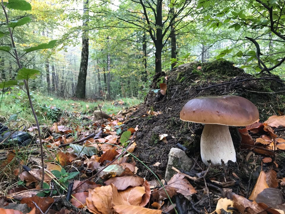 House | View from property