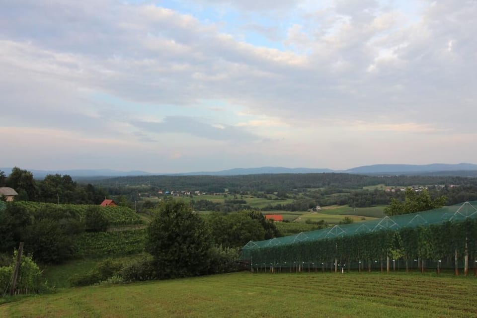 House | Vineyard view