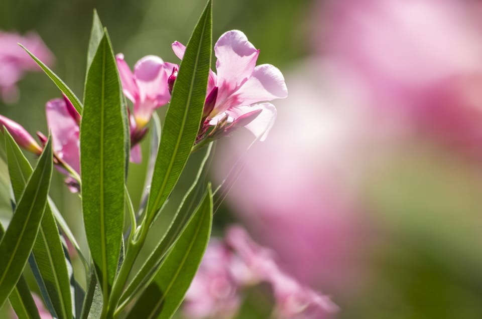 In-room safe, blackout drapes, soundproofing, iron/ironing board