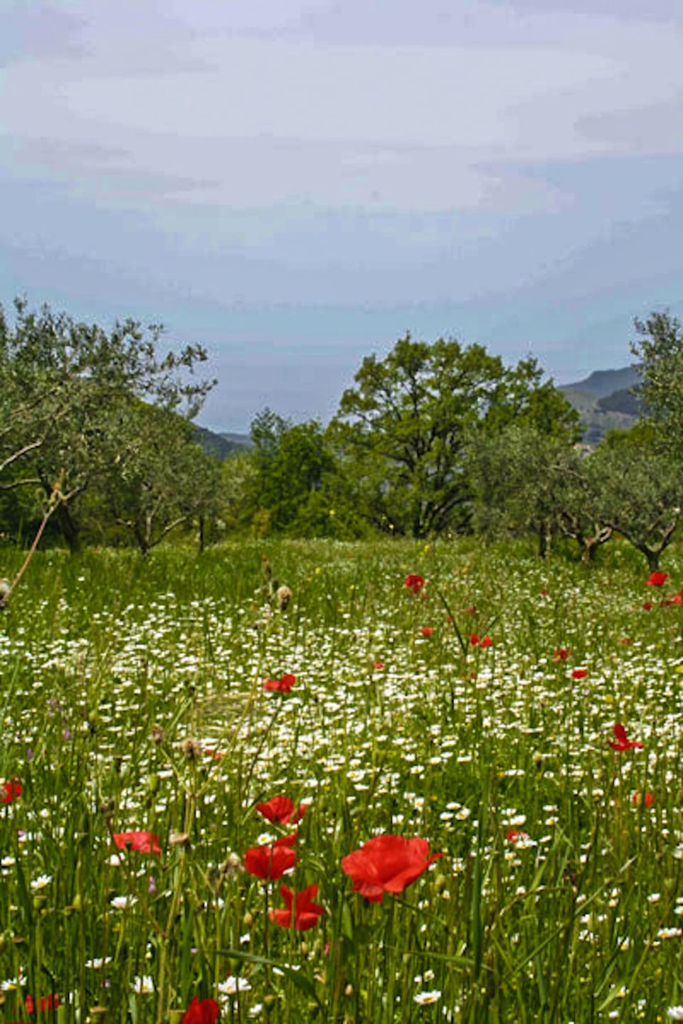 Land view from property
