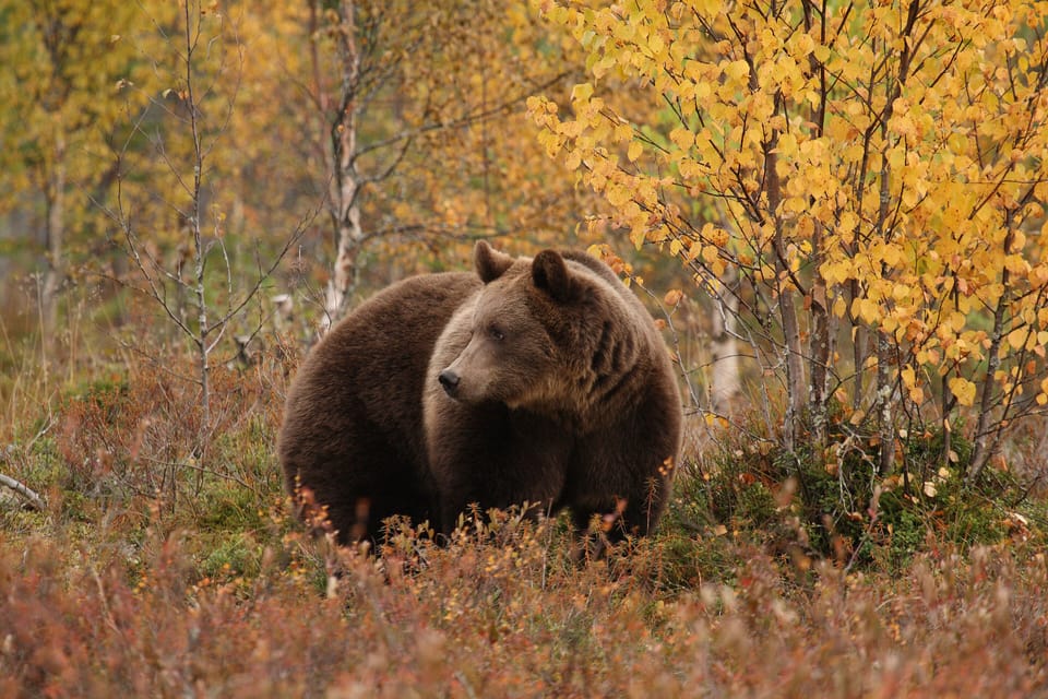 Game viewing