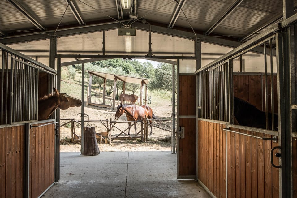Horseback riding