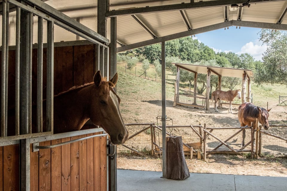 Horseback riding